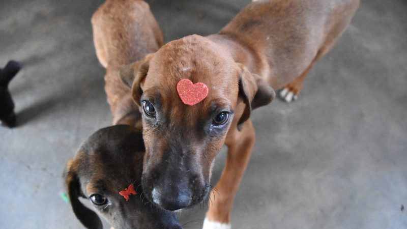 Canil Municipal conta com cerca de 100 cachorros para adoção